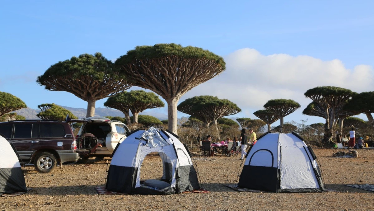 Camping in Socotra with tents, local vehicles and Dragon Blood Trees